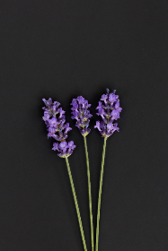 2025年开奖计:全新规则与惊喜大奖揭晓