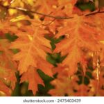 2025年福利彩票开奖结果权威发布与查询指南 8ctoh1