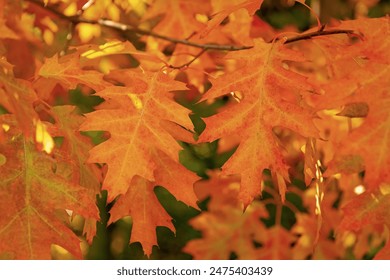 2025年福利彩票开奖结果权威发布与查询指南