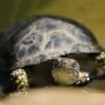 2025年最新彩票开奖信息与结果查询 9k0ov47