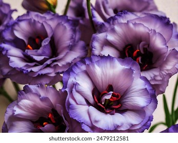 Firstrow直播手机版:随时随地畅享高清体育赛事