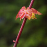 2025年最新开奖记录实时更新最快查询 v8hrrr